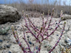 Girgensohnia oppositiflora