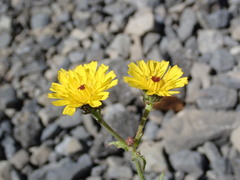 Picris hieracioides hieracioides