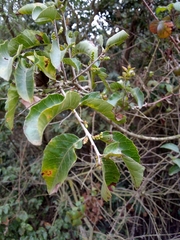 Schinus latifolia