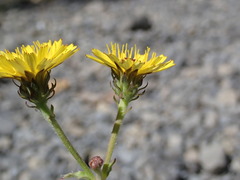 Picris hieracioides hieracioides