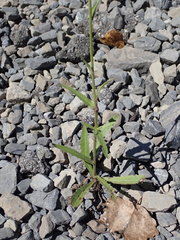Picris hieracioides hieracioides