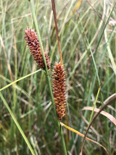 round sedge (Carex rotundata)