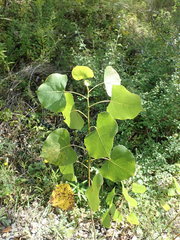 Populus deltoides deltoides