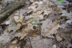 Triphora trianthophoros trianthophoros