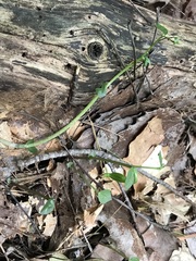 Triphora trianthophoros trianthophoros