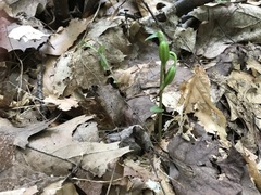 Triphora trianthophoros trianthophoros