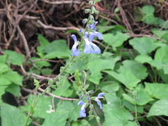 Salvia amarissima