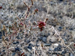 Pyankovia brachiata