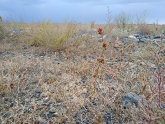 Pyankovia brachiata