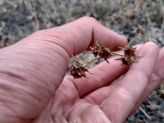 Pyankovia brachiata