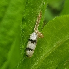 Hyposoter