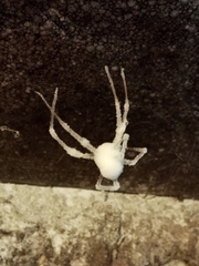 Engyodontium aranearum