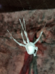 Engyodontium aranearum