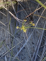 Cyperus grayi