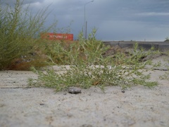 Ceratocarpus arenarius