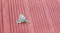 Dasychira vagans