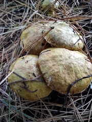 Suillus sibiricus