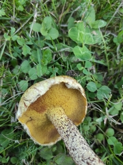 Suillus sibiricus
