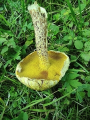 Suillus sibiricus