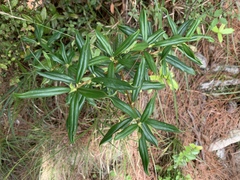 Daphne arisanensis