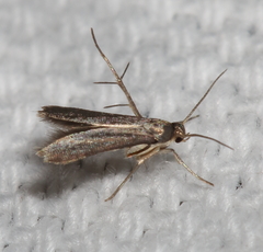 Schreckensteinia erythriella