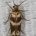 Banded Scythris Moth - Photo (c) Stuart J. Marcus, some rights reserved (CC BY-NC), uploaded by Stuart J. Marcus