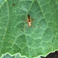 Creontiades rubrinervis