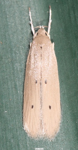 Homaledra sabalella (Chambers, 1880)