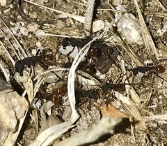 Neivamyrmex texanus