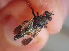 Cyrtopogon bimaculus