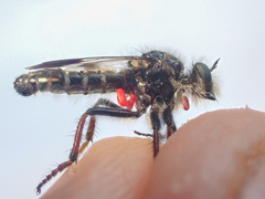 Cyrtopogon bimaculus