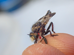 Cyrtopogon bimaculus