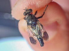 Cyrtopogon bimaculus