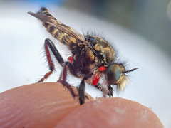 Cyrtopogon bimaculus