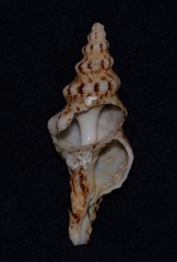 Marmorofusus nicobaricus