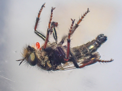 Cyrtopogon bimaculus