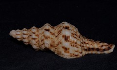 Marmorofusus nicobaricus