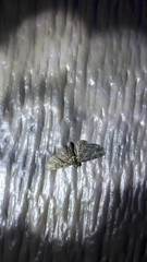 Eupithecia tripunctaria