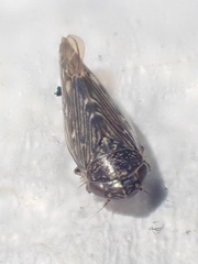 Scleroracus