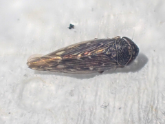 Scleroracus