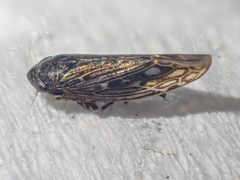 Scleroracus