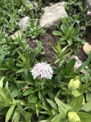 Valeriana acutiloba