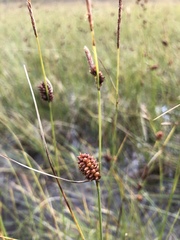 Carex rotundata