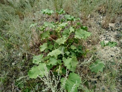 Xanthium orientale riparium