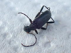 Acmaeops proteus