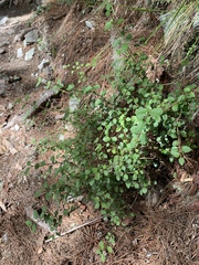 Viburnum parvifolium