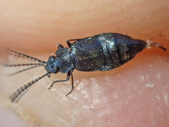 Microedus fenderi