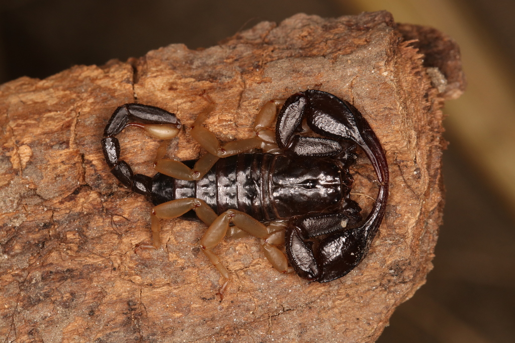 European Yellow-tailed Scorpion
