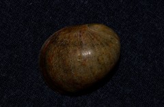 Nerita erythrostoma