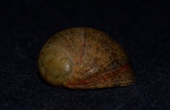 Nerita erythrostoma